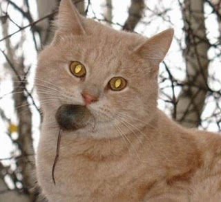 Cat with mouse