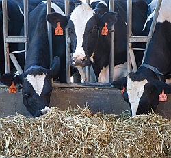 Cows