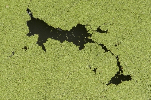 Algae