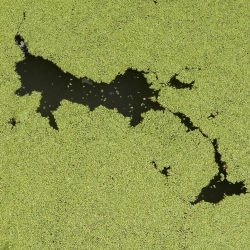 Algae