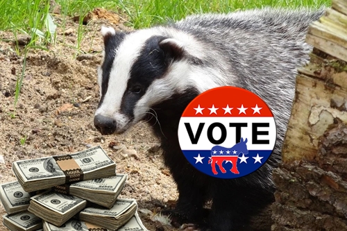 Badger with Vote Democratic Pin and Cash
