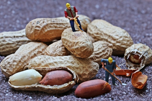 Miniature Construction Workers on Peanuts
