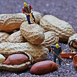 Construction Workers and Peanuts