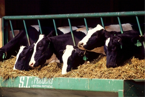 Cows Feeding