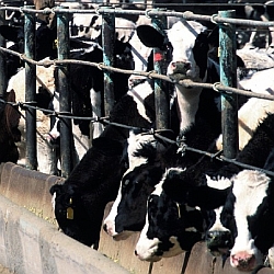 Penned Cows