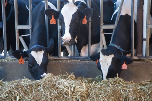 Cows