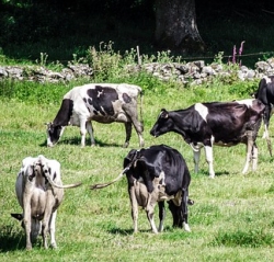 Cows