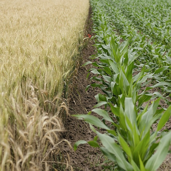 Border Between Two Types of Crops