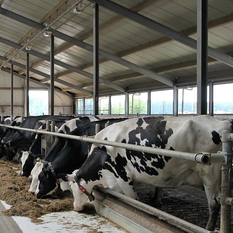 Dairy cows