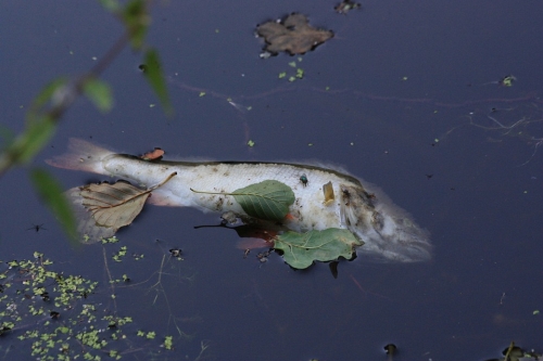 Dead Fish in the Water