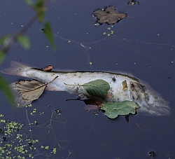 Dead Fish