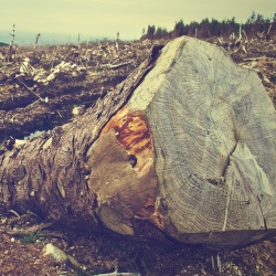Logging