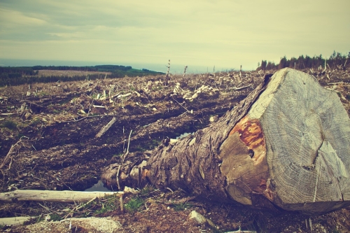Forest Cut Down