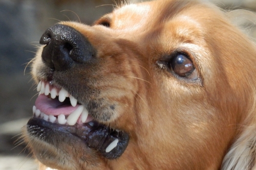 Angry Dog