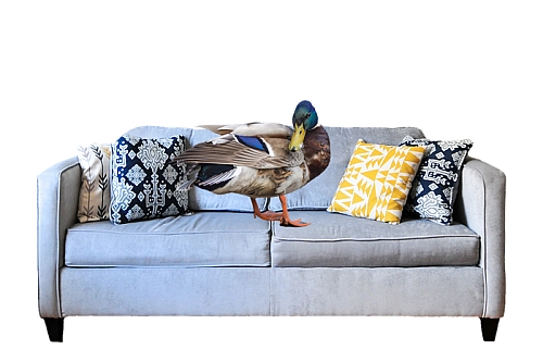 Duck on a couch