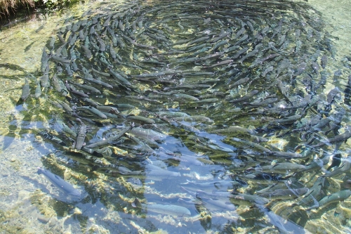 Fish Farm