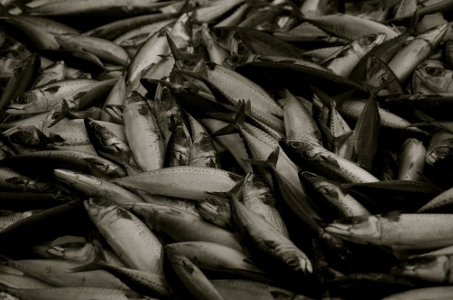Fish