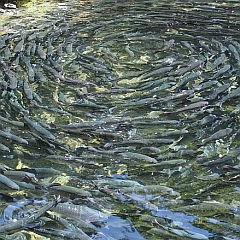 Fish Farm