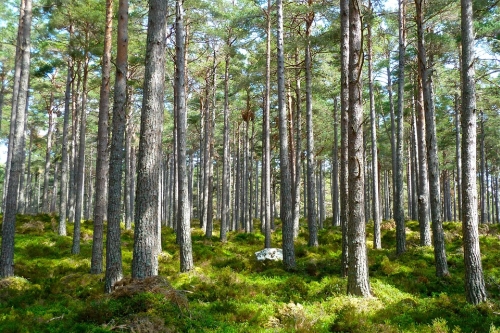 Forest