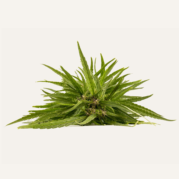 Hemp