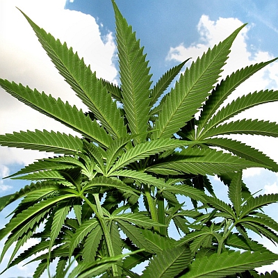 Hemp