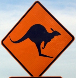 Kangaroo