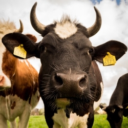 Livestock