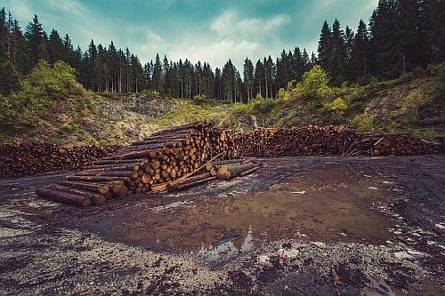 Logging