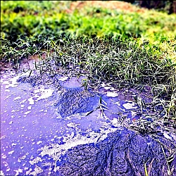 Polluted Water