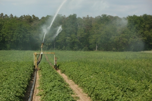 Irrigation