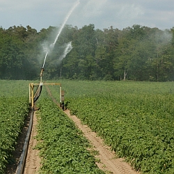 Irrigation