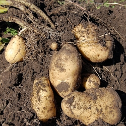 Potatoes