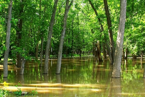 Water Logged Wood Lot