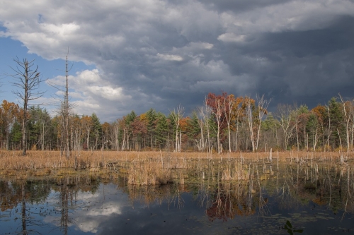 Wetland