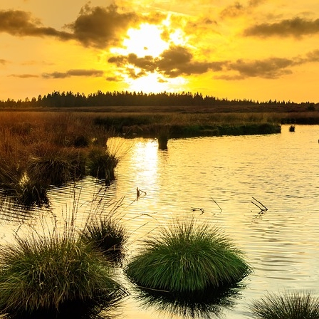 Sunset Over Wetland