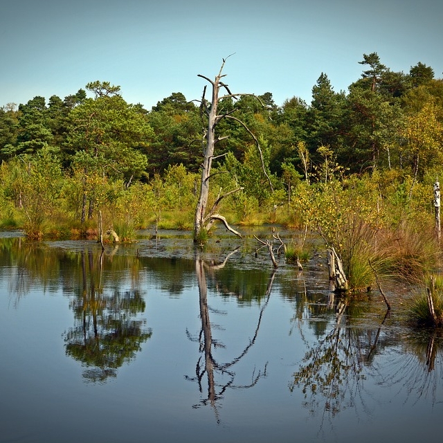 Wetlands