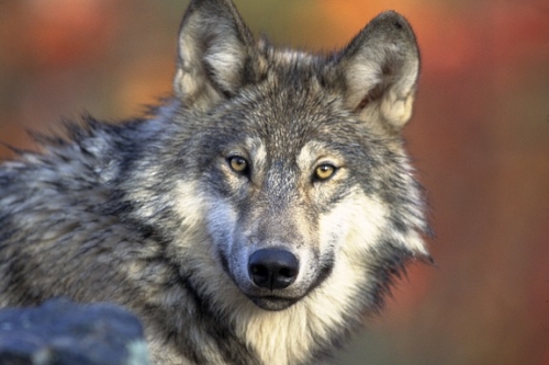 Wolf